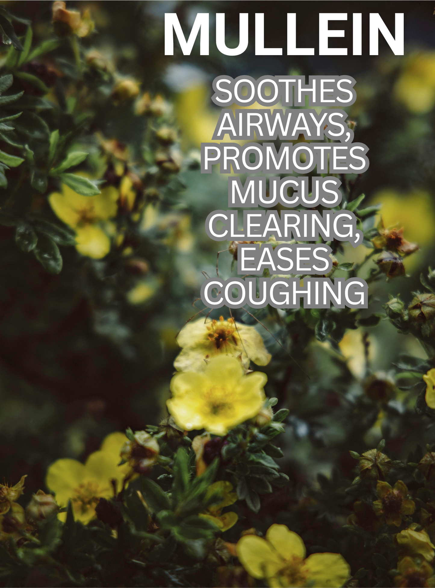 SoftSmoke Sample Pack